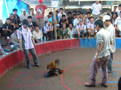 Đá Gà Campuchia – Trải Nghiệm Cá Cược Đỉnh Cao Tại TG88