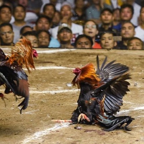 Tổng Quan Về Đá Gà Campuchia