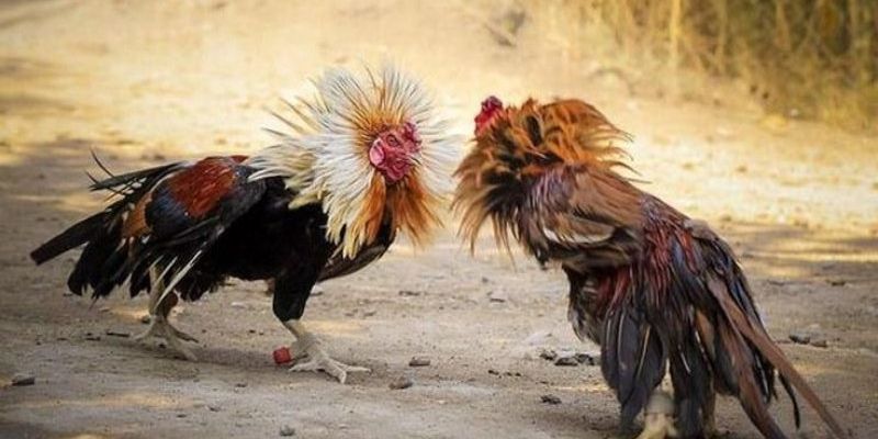 Mẹo Để Thắng Lớn Khi Đá Gà Campuchia