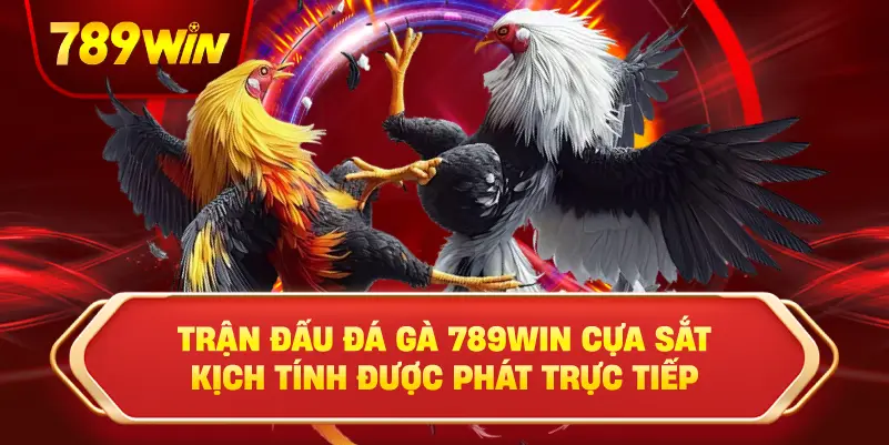 Trận đấu đá gà cựa sắt kịch tính được phát trực tiếp