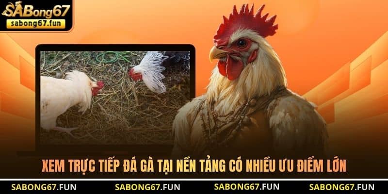 Ưu Điểm Nổi Bật Của Đá Gà 888Top